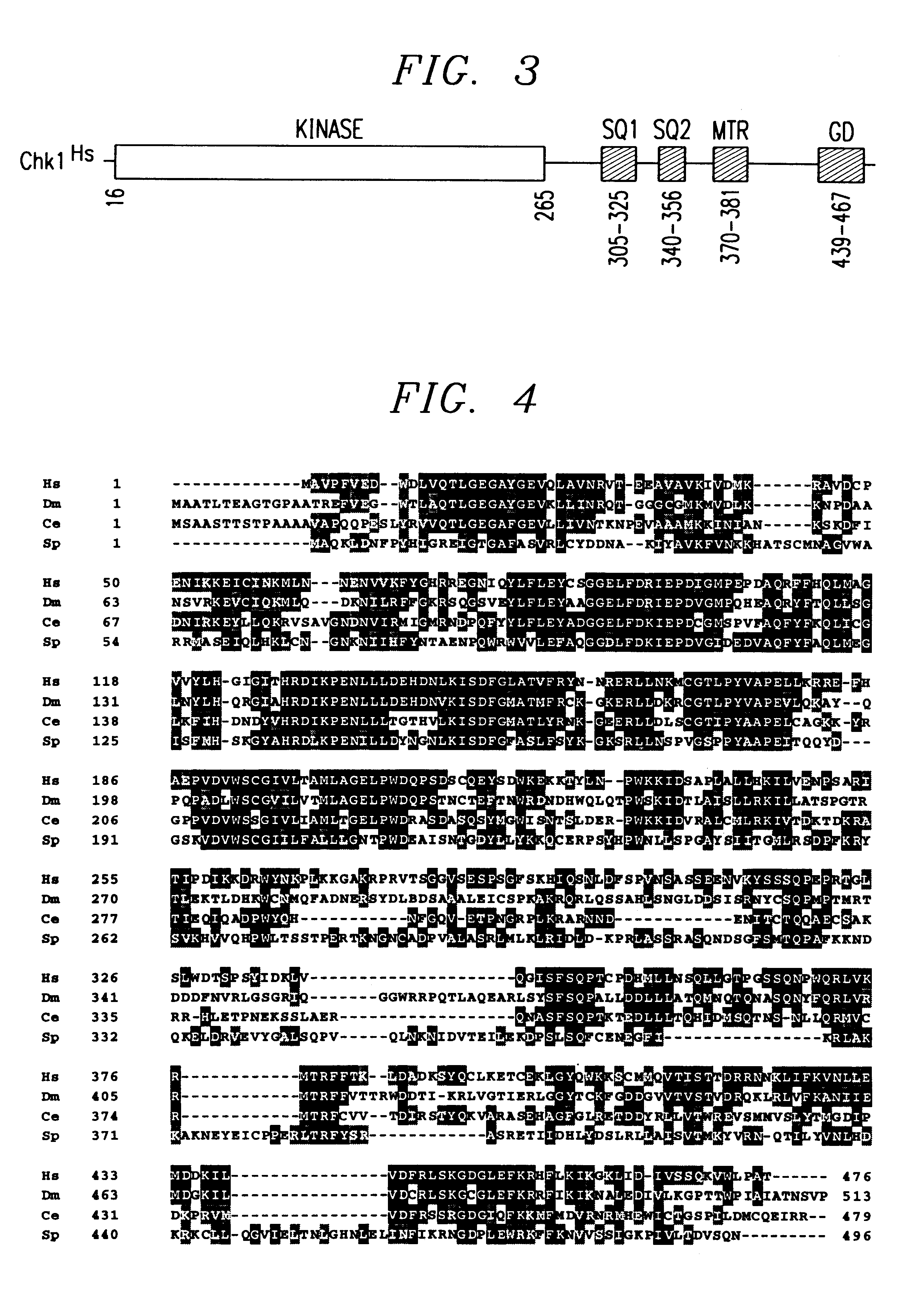 Mammalian checkpoint genes and proteins