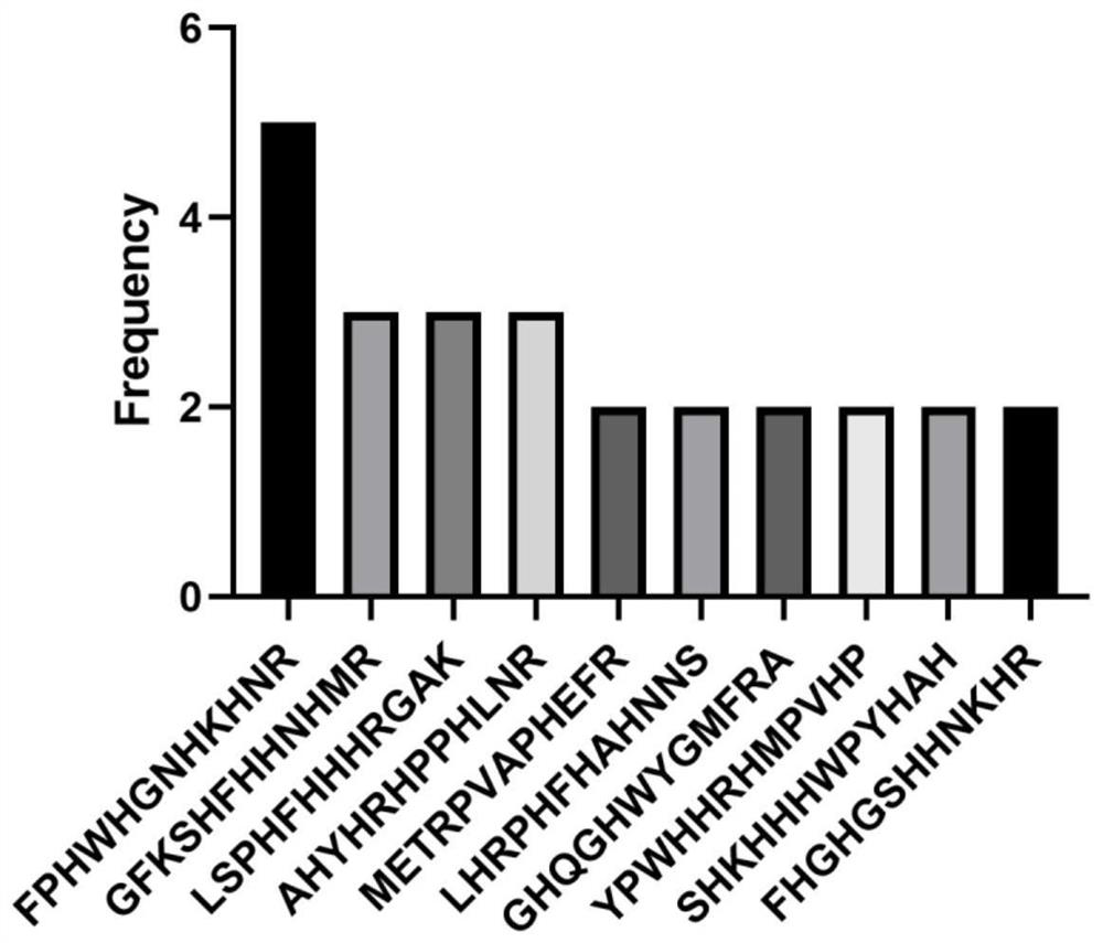 ACE2 targeting peptide in targeted combination with ACE2 protein and application of ACE2 targeting peptide