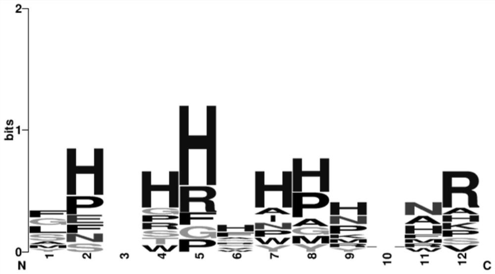 ACE2 targeting peptide in targeted combination with ACE2 protein and application of ACE2 targeting peptide