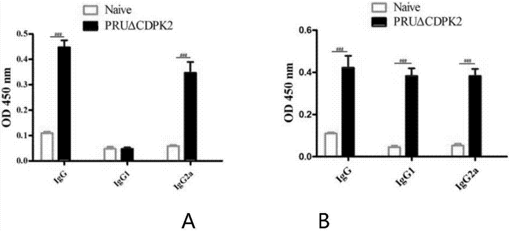 Attenuated live vaccine for preventing infection of toxoplasma gondii and application of attenuated live vaccine