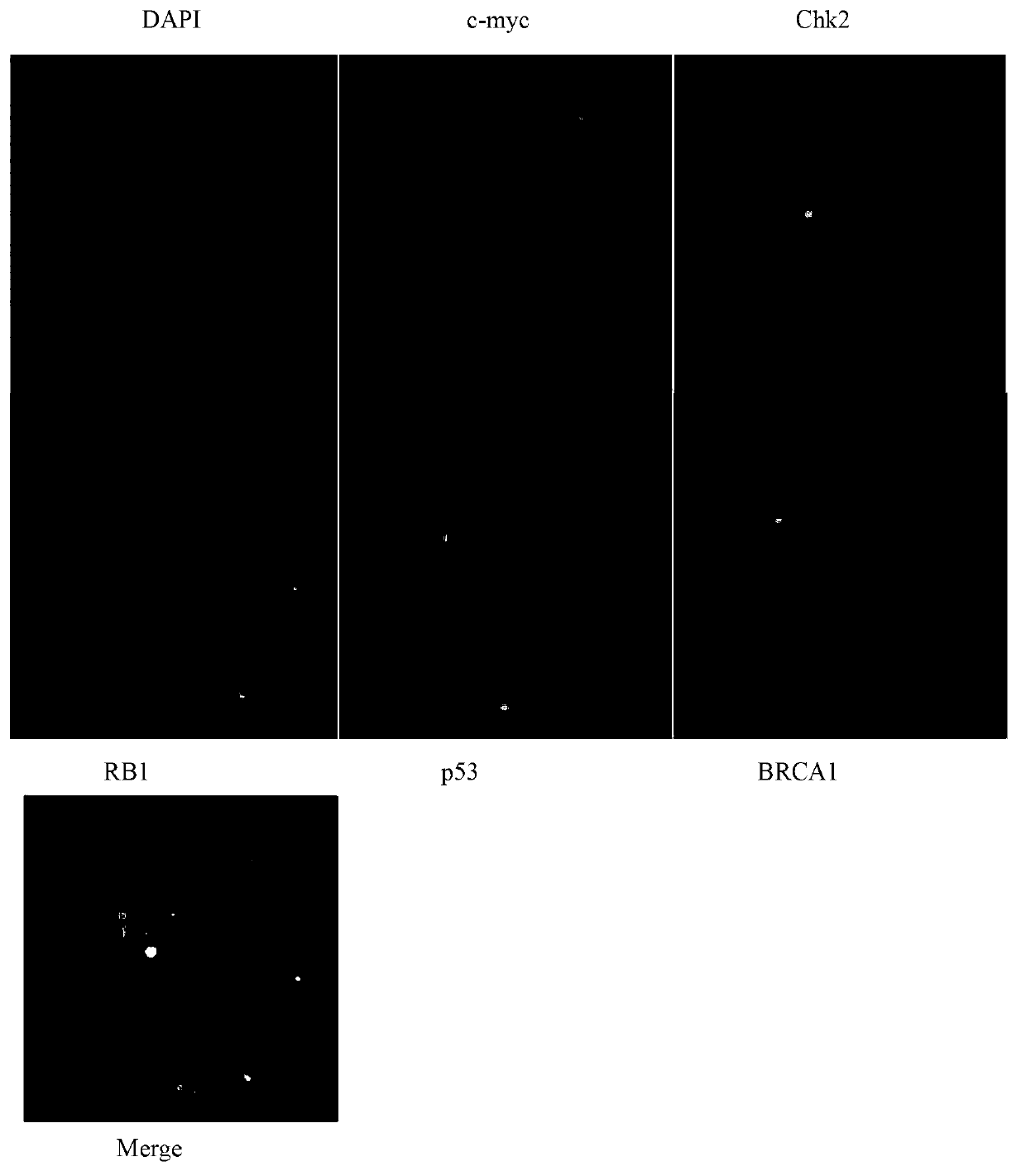 Gene probe composition and kit for detecting epithelial ovarian cancer