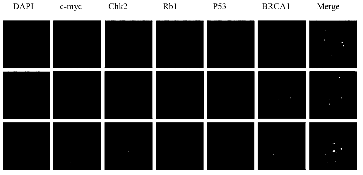 Gene probe composition and kit for detecting epithelial ovarian cancer