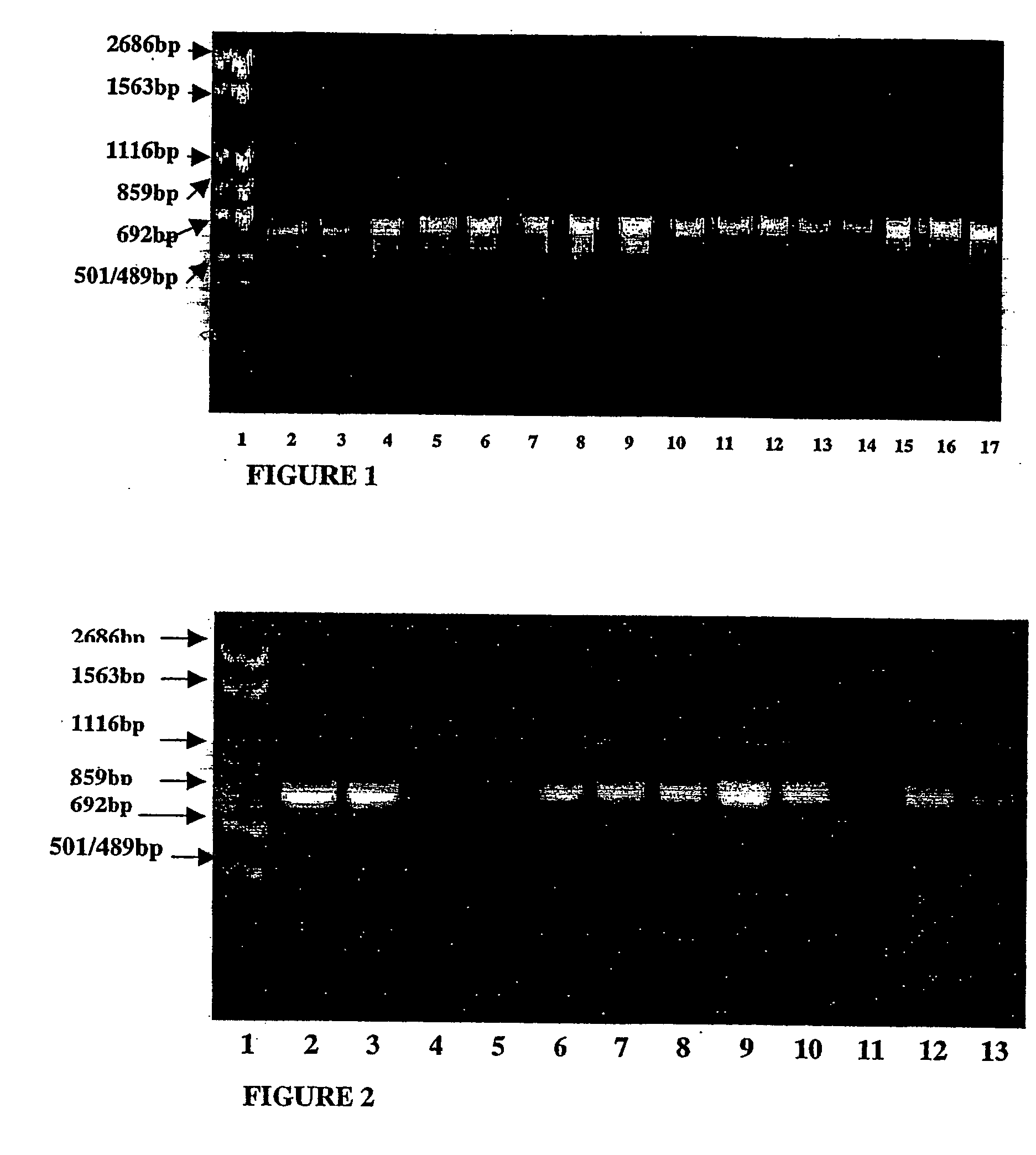 Probiotic propionibacterium