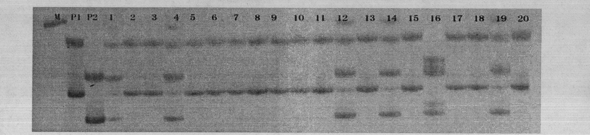 Lysinecorn SSR (simple sequence repeat) molecular marker auxiliary selecting and breeding method