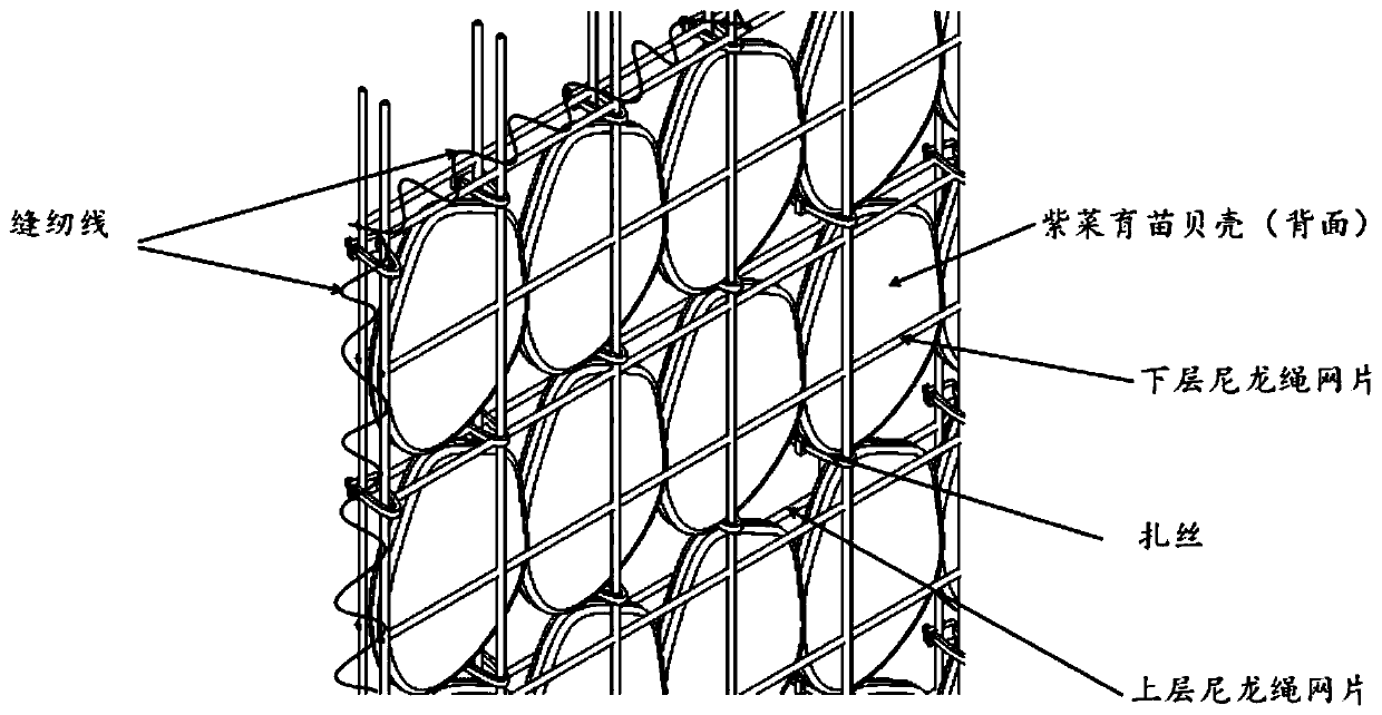 Laver seedling culturing shell net screen and arraying and seaming device thereof