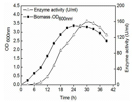 Alginate lyase secreted from marine bacterium and preparation method thereof