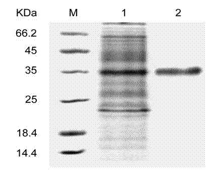 Alginate lyase secreted from marine bacterium and preparation method thereof