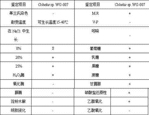 Alginate lyase secreted from marine bacterium and preparation method thereof