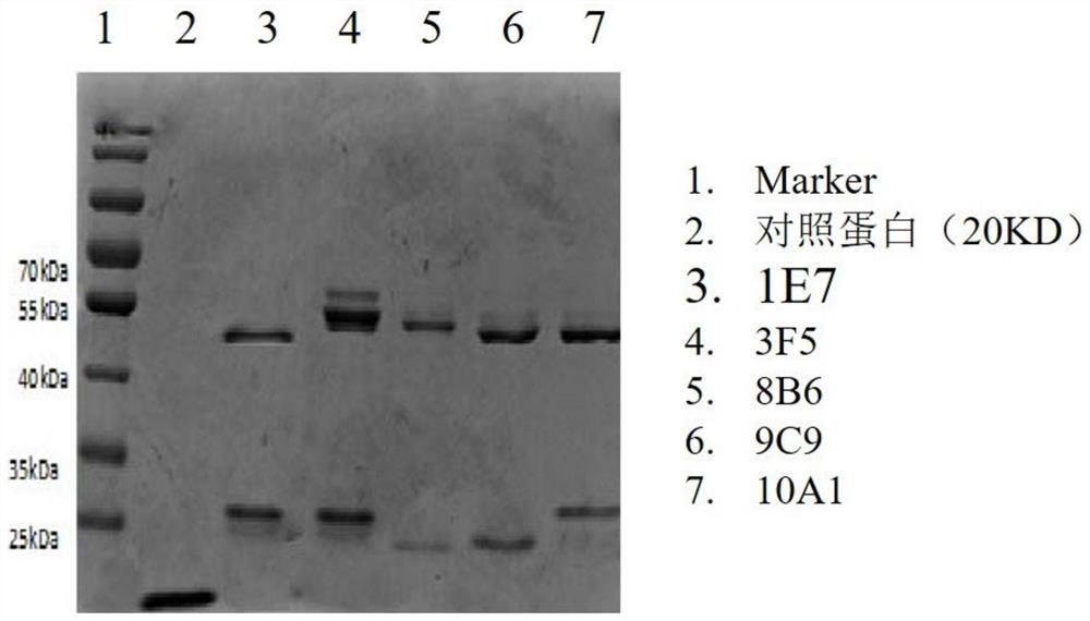 Antibody with double mic binding activity and application thereof