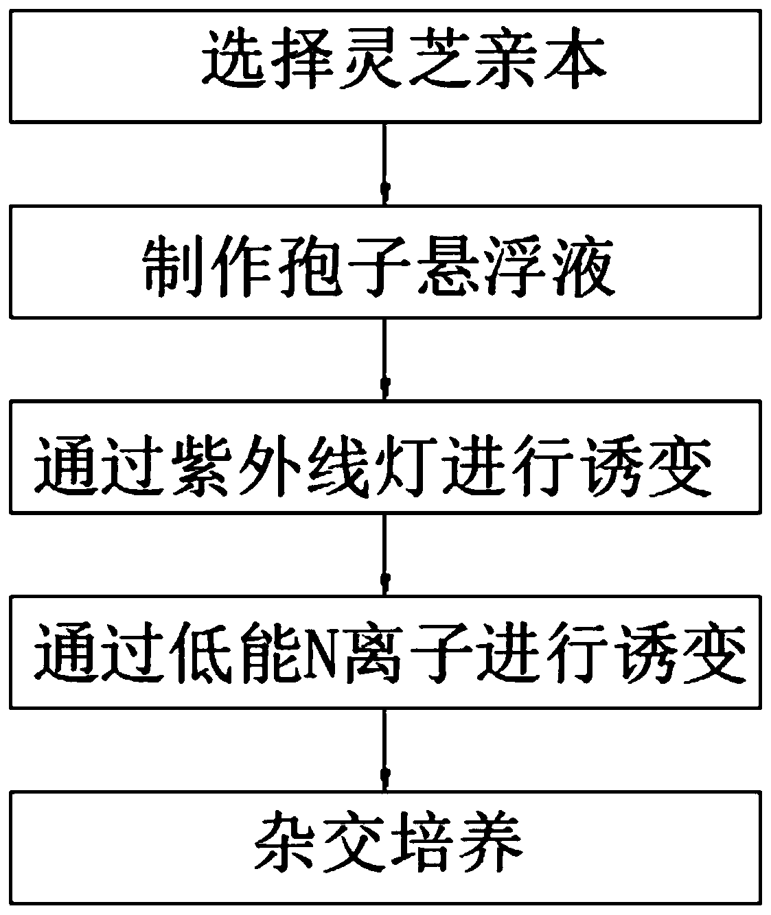 Breeding method of new ganoderma lucidum variety with high triterpene content