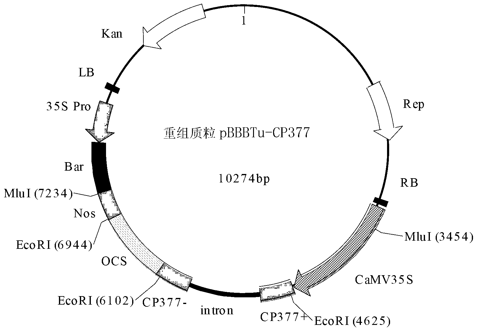 Application of TuMV-CP gene fragment-mediated RNAi carrier in cultivation of anti-TuMV transgenic plant