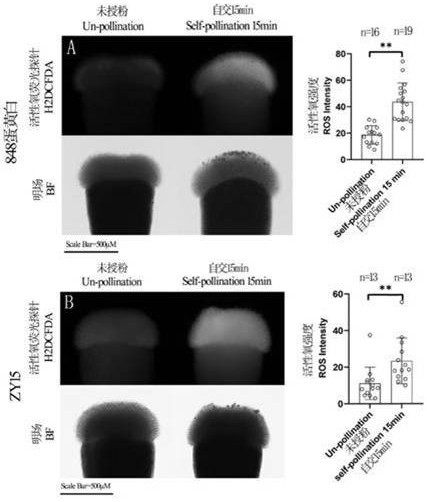 Reagent for overcoming self-incompatibility between Brassica and Radish and its usage and application