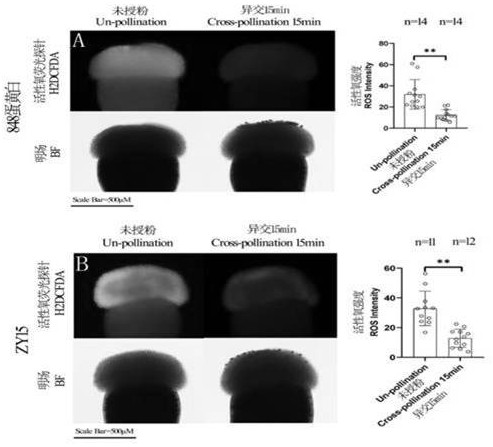 Reagent for overcoming self-incompatibility between Brassica and Radish and its usage and application