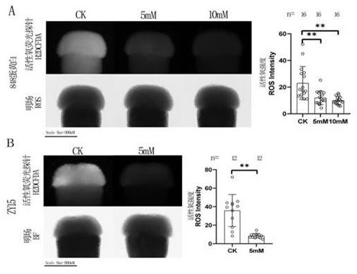 Reagent for overcoming self-incompatibility between Brassica and Radish and its usage and application