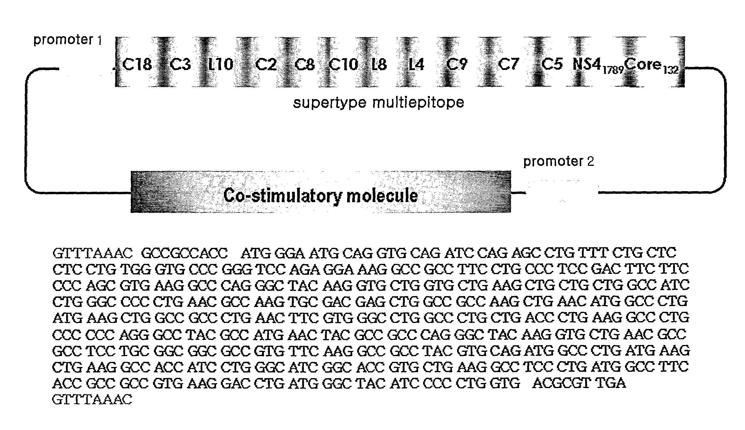 Supertype Epitopes, Oligonucleotides Coding The Same Which Induce Effective Ctl Response Against Hcv And The Use Thereof