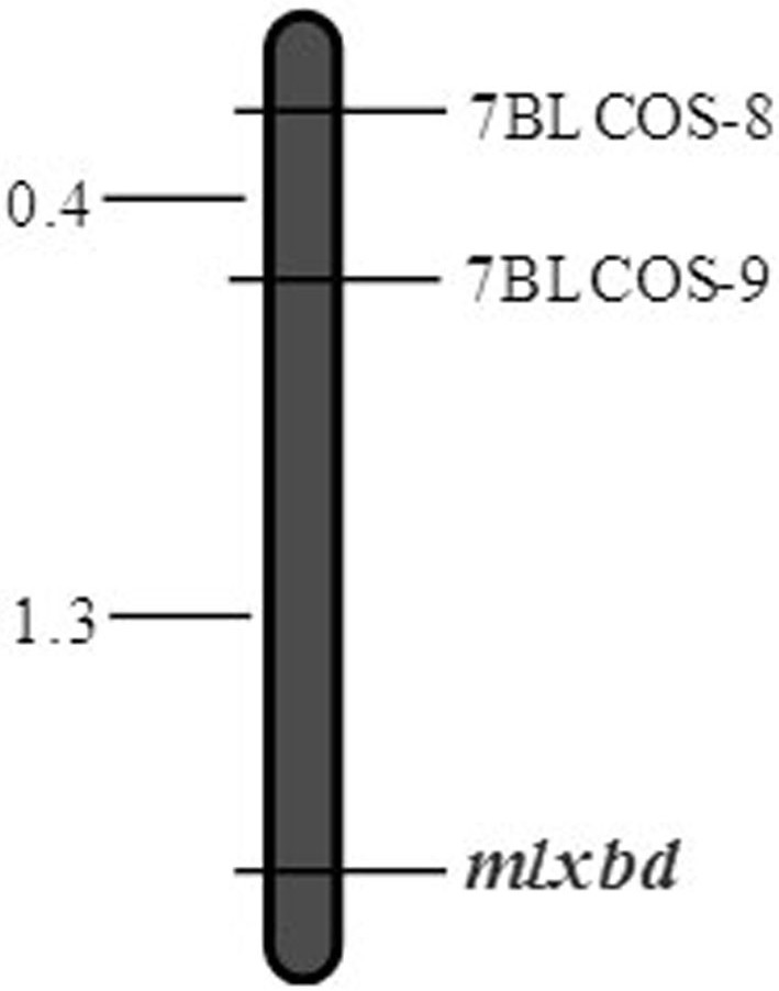 Transintron Molecular Marker of Wheat Powdery Mildew Resistance Gene mlxbd and Its Application