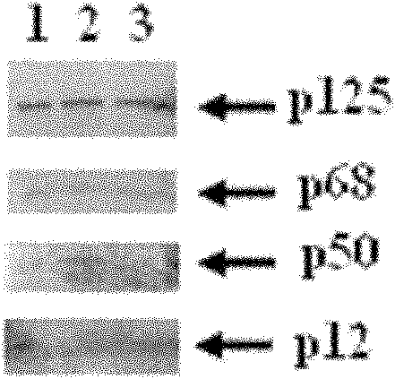 Method for preparing human DNA polymerase delta by using bombyx mori bioreactor