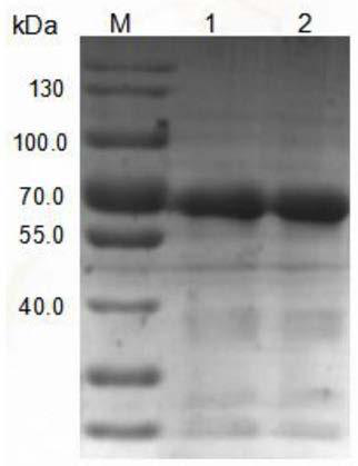 Novel application of intestinal alkaline phosphatase and product activity quality control method of preparation of intestinal alkaline phosphatase