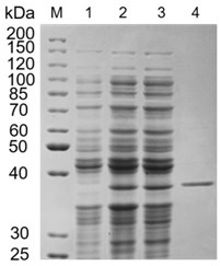 An endo-type alginate lyase, its coding gene and application