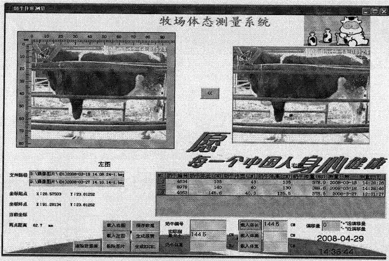 Method for measuring and acquiring body image data of dairy cow