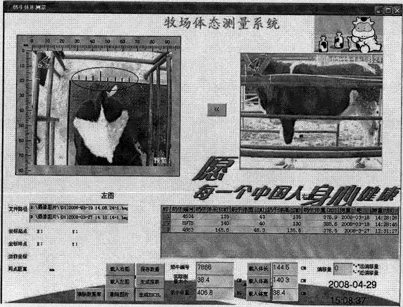 Method for measuring and acquiring body image data of dairy cow