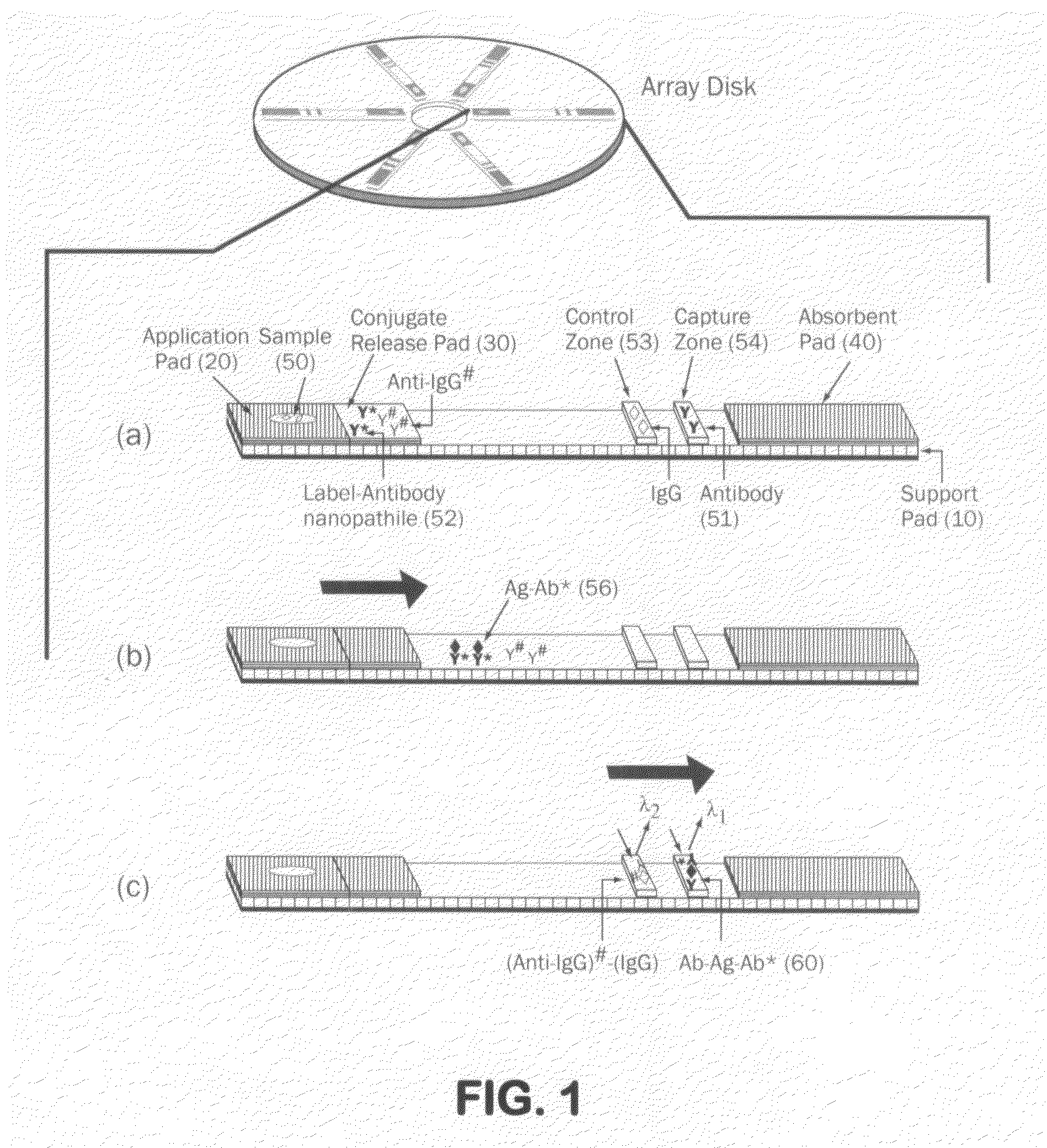 Fluorescence-based lateral flow device with improved sensitivity