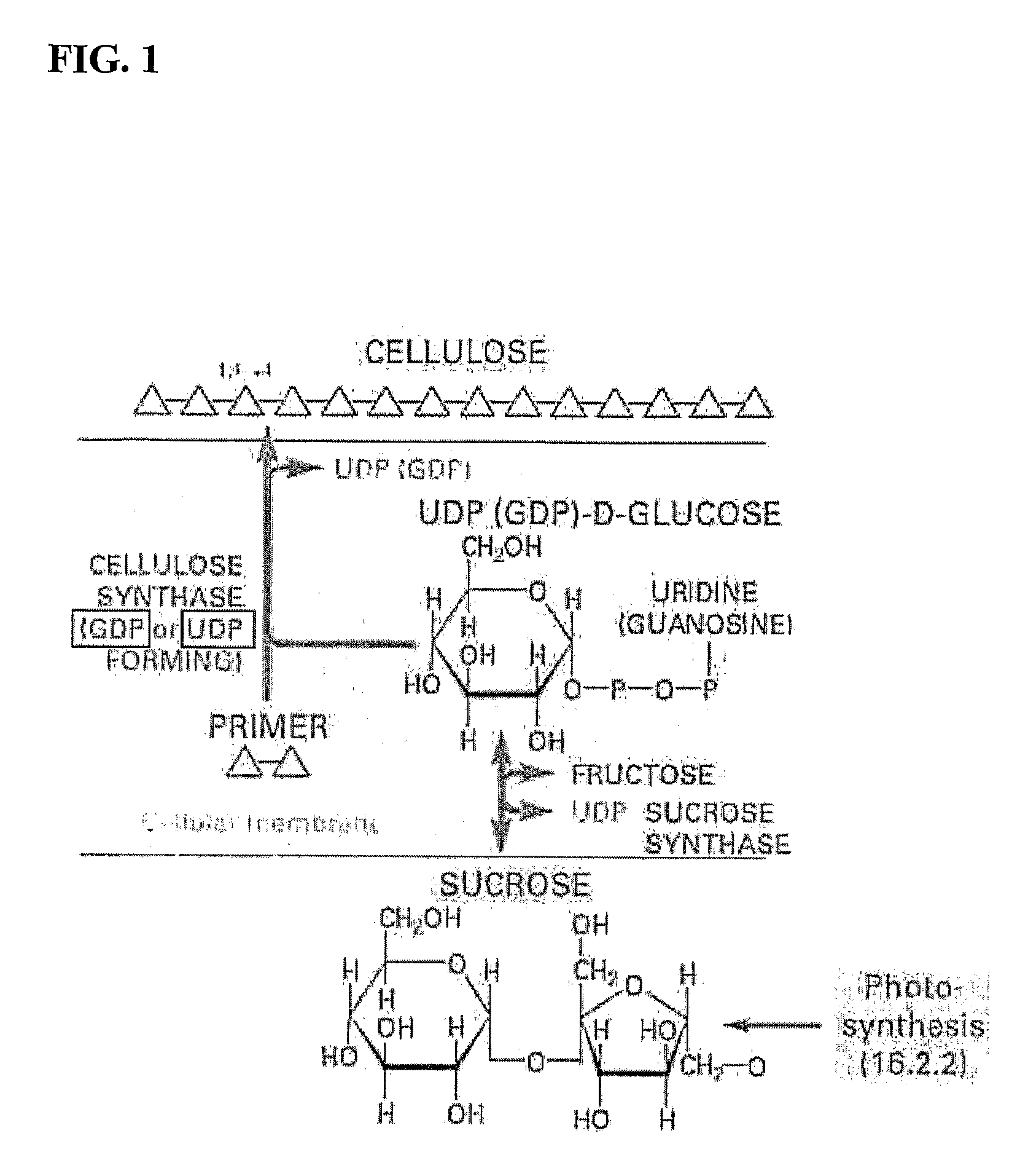 Polynucleotides, DNA constructs and methods for the alteration of plant cellulose content