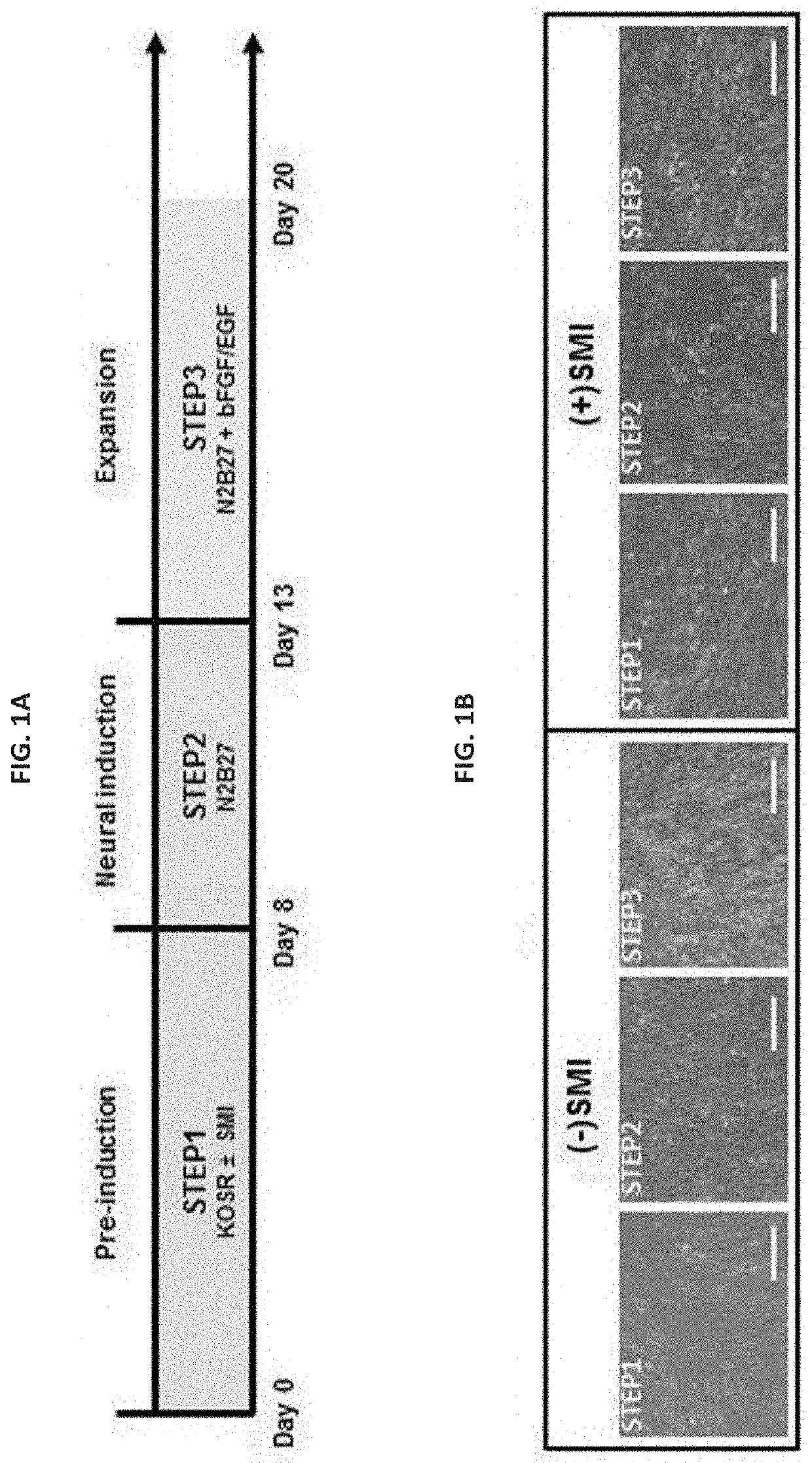 Composition for cell regeneration comprising cells hypersecreting growth factors, and at least one of neural stem cells, neurons and gabaergic neurons