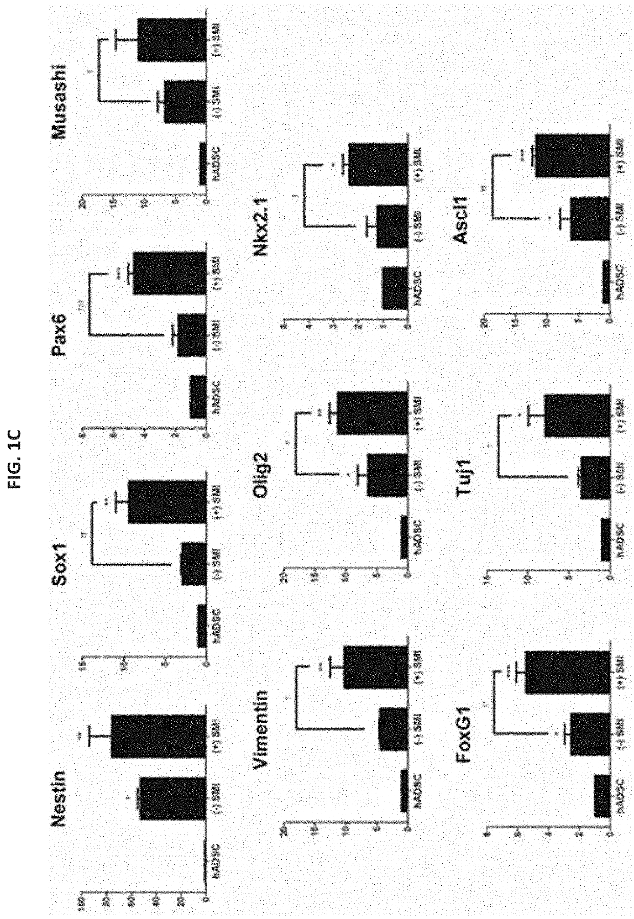 Composition for cell regeneration comprising cells hypersecreting growth factors, and at least one of neural stem cells, neurons and gabaergic neurons