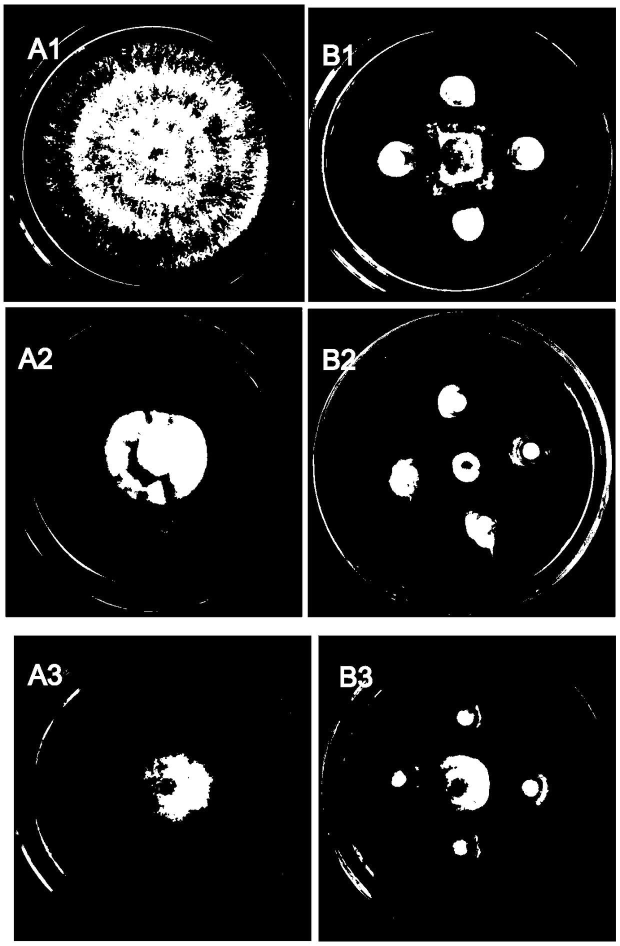 Fermented paenibacillus poly myxa and preparation method and application thereof