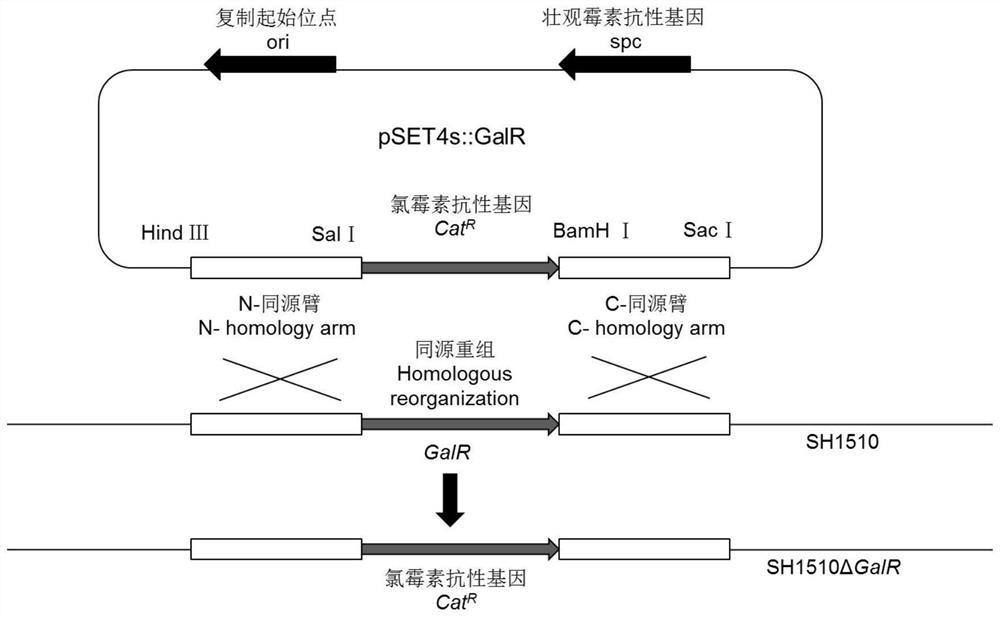 A Knockout Mutant Strain of Streptococcus suis type 4 galr gene sh1510δgalr