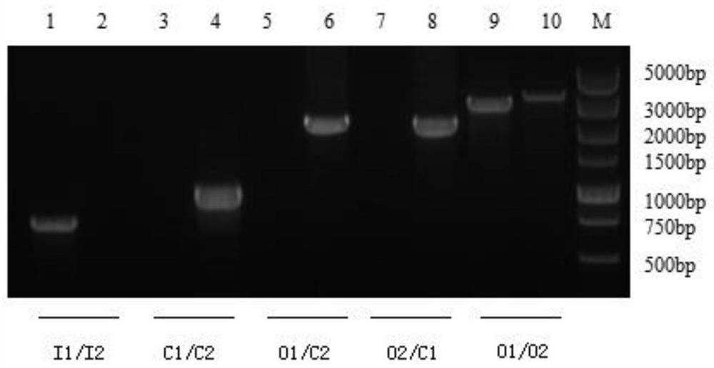 A Knockout Mutant Strain of Streptococcus suis type 4 galr gene sh1510δgalr