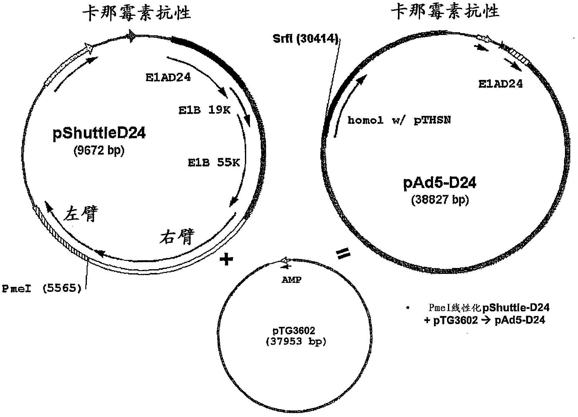 Oncolytic adenoviral vectors and methods and uses related thereto