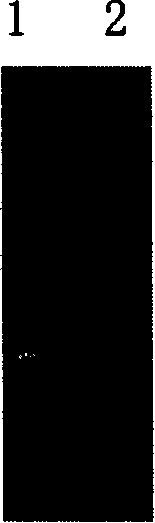 Highly effective expressing method of interleukin-12