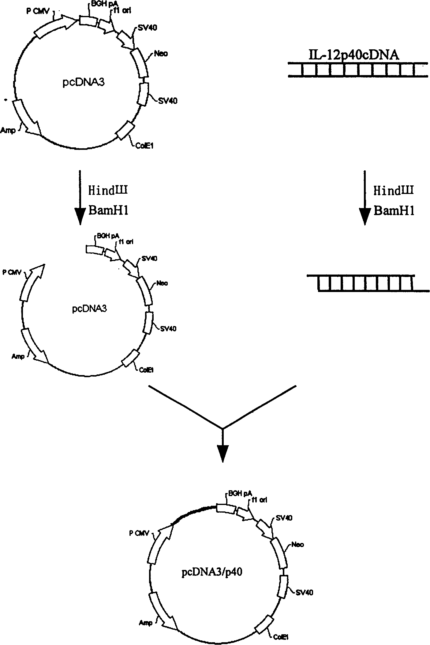 Highly effective expressing method of interleukin-12