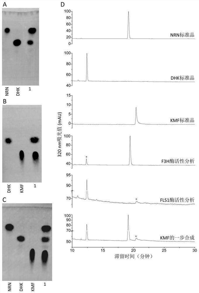 A method for enzymatically synthesizing kaempferol