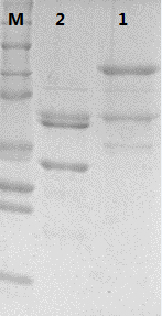 Type 52 recombinant human papillomavirus virus-like particle and its preparation method