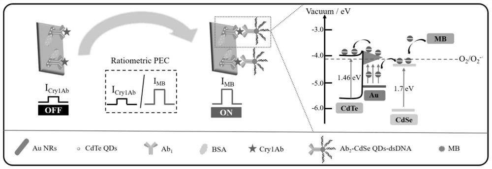 Preparation method of photoelectrochemical sensor for detecting in-situ ratio of Cry1Ab protein in transgenic crop