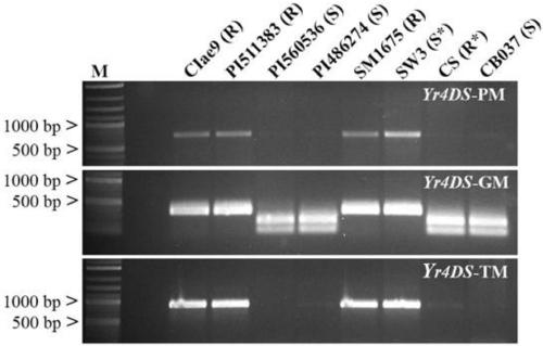 Application of Ae.tauschii ssp.strangulata Yr4DS gene to stripe rust resistant breeding of wheat plants