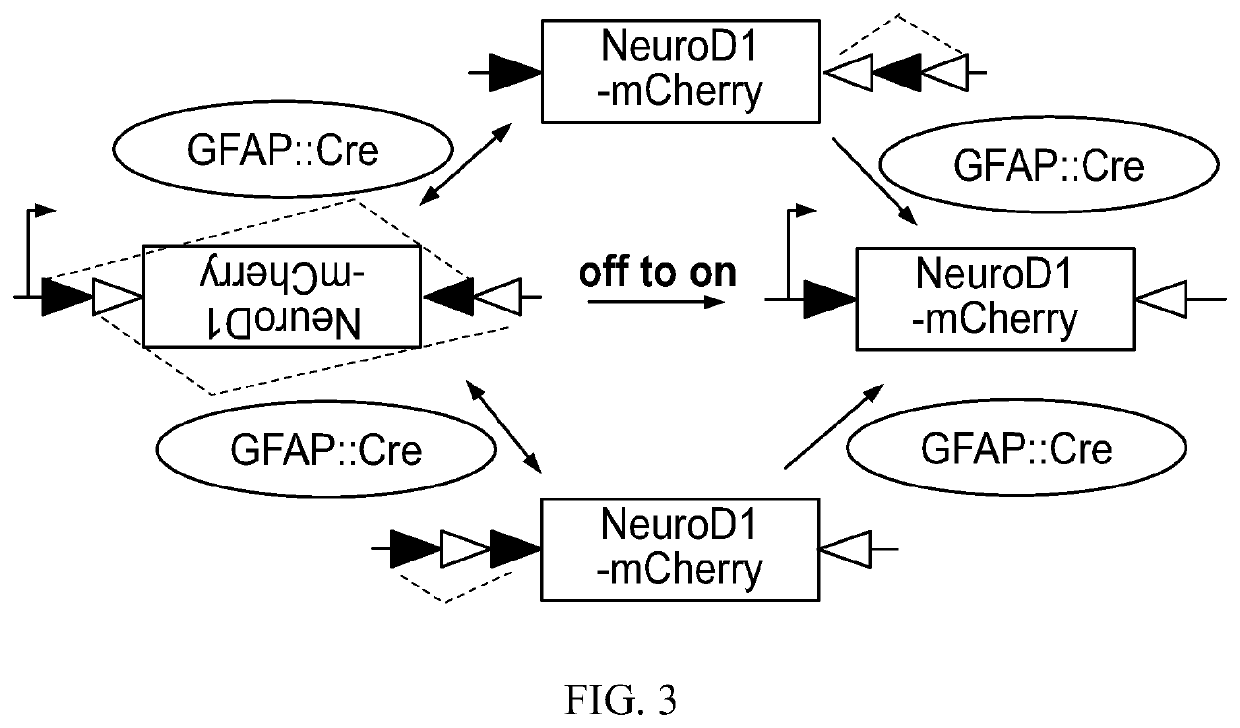 Methods and materials for treating brain injuries