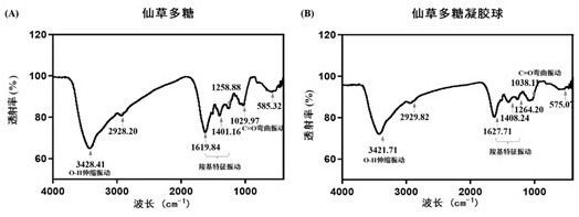 A kind of fairy grass polysaccharide gel ball and its preparation method and application