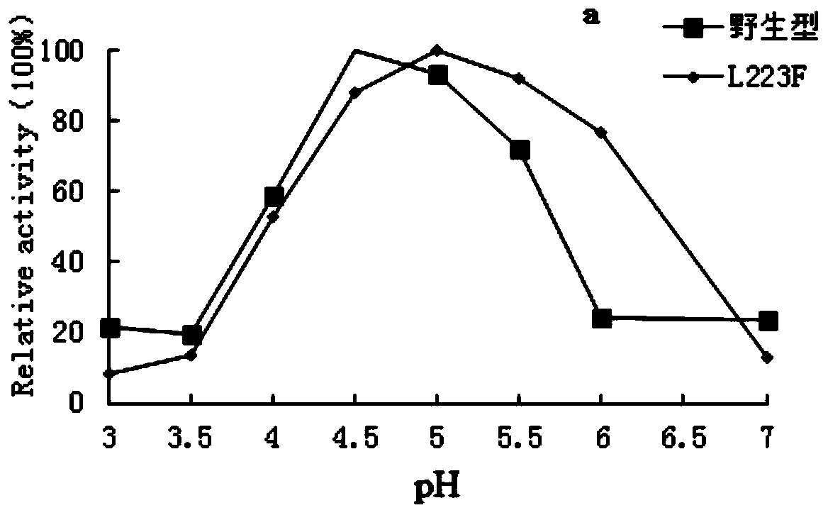 Preparation method and application of amylase mutant with high specific activity and strong ability to degrade raw starch