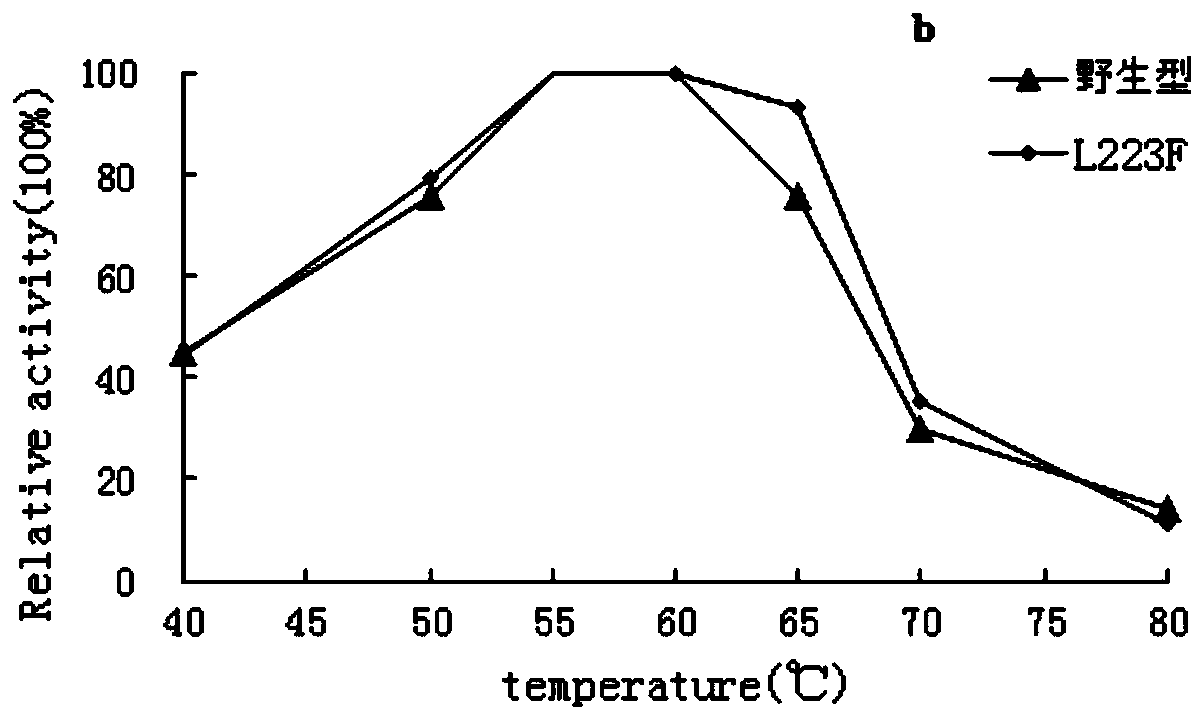 Preparation method and application of amylase mutant with high specific activity and strong ability to degrade raw starch