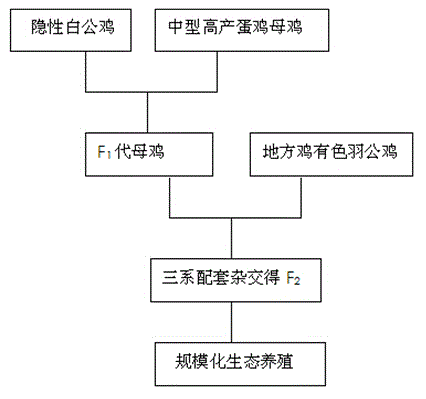 Cultivation method and application of recessive white feather new strain of Xiaoxiang chicken in southeast of Guizhou province