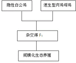 Cultivation method and application of recessive white feather new strain of Xiaoxiang chicken in southeast of Guizhou province