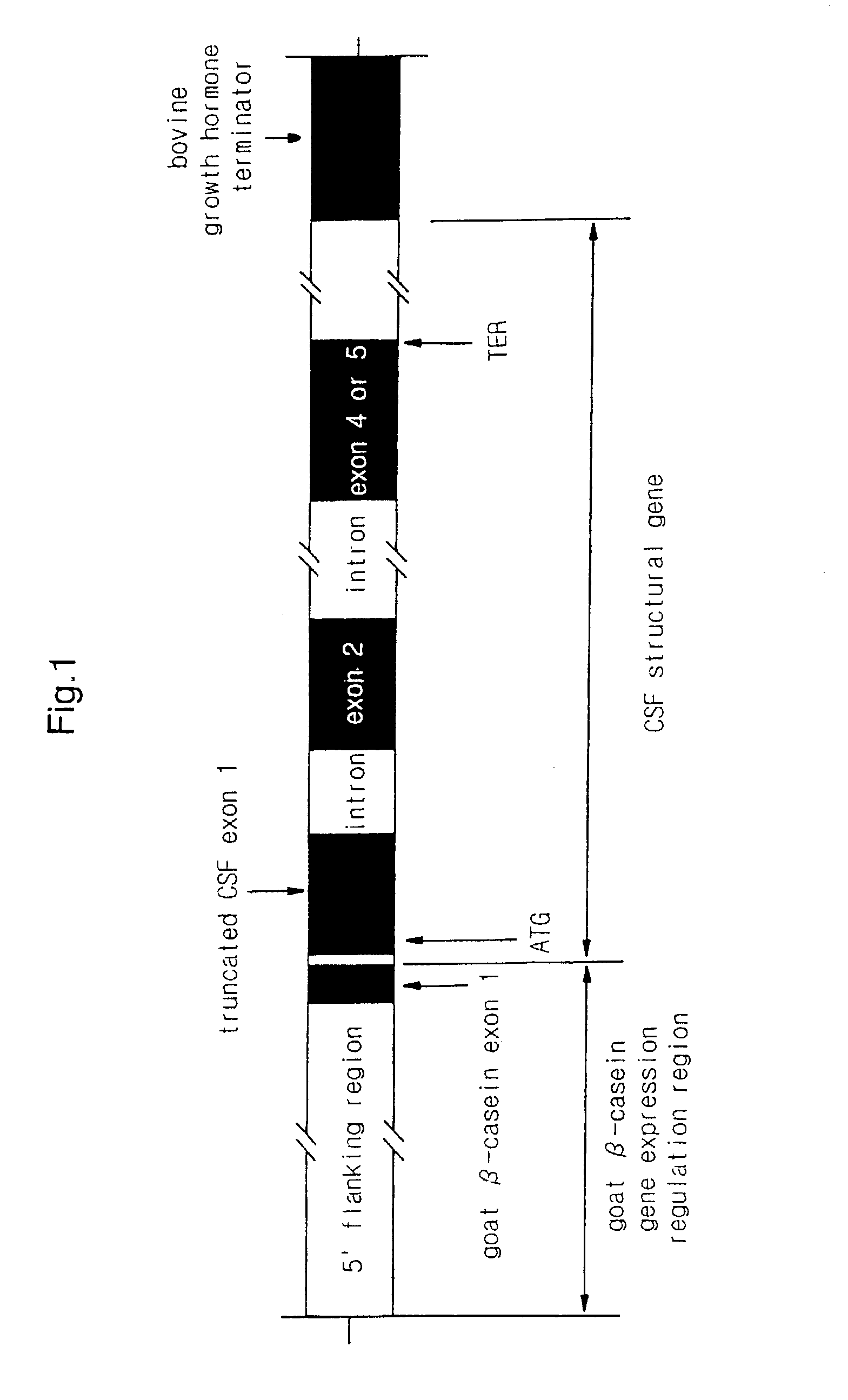 Mammary gland tissue-specific expression system using β-casein promoter site of Korean native goat