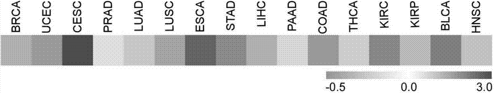 Applications of 3' untranslated region of BRCA2 in preparation of reagents for tumor diagnosis, treatment and prognosis