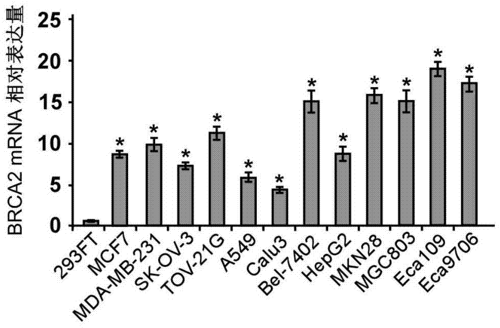 Applications of 3' untranslated region of BRCA2 in preparation of reagents for tumor diagnosis, treatment and prognosis