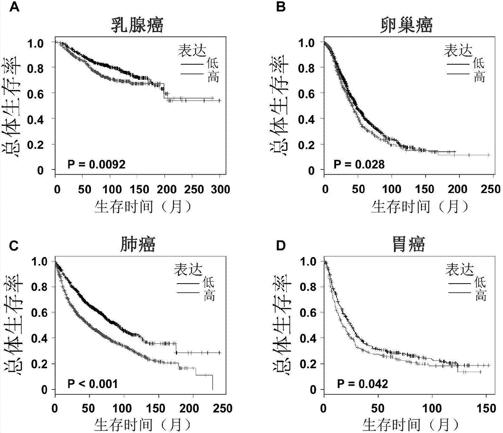 Applications of 3' untranslated region of BRCA2 in preparation of reagents for tumor diagnosis, treatment and prognosis