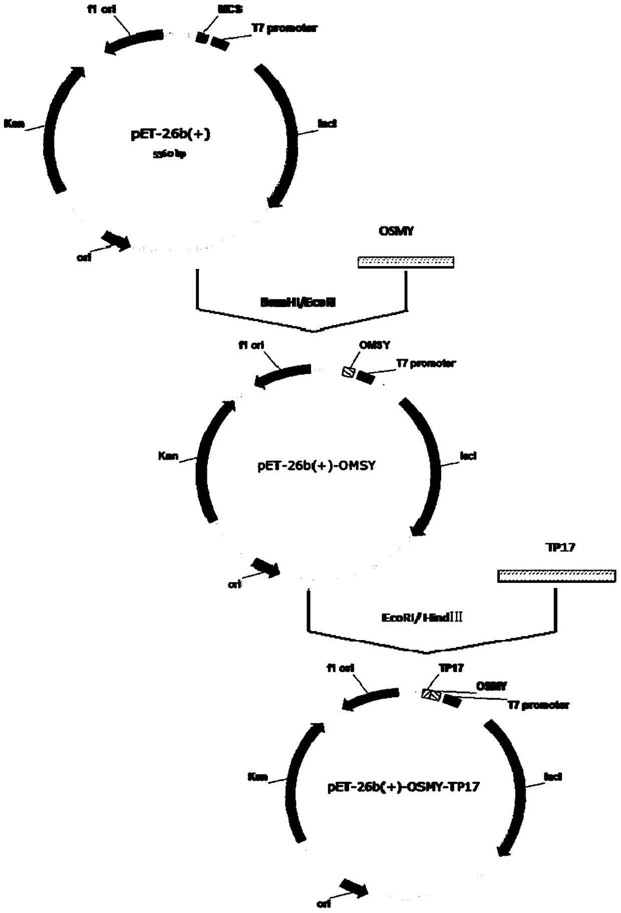 Conjugates and their preparation methods and applications